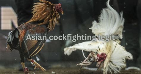 Asian Cockfighting.